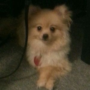 Meet your Posher, Tanjala